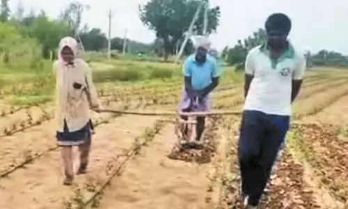 ஆந்திர பிரதேசம்:  மகன், மகளை ஏரில் பூட்டி உழுத விவசாயி