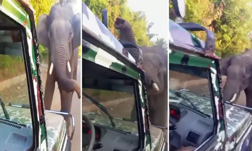 வனத்துறை வாகனத்தை ஆக்ரோஷமாக தாக்கிய காட்டு யானை - வைரல் வீடியோ வனத்துறை வாகனத்தை ஆக்ரோஷமாக தாக்கிய காட்டு யானை - வைரல் வீடியோ