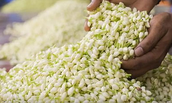 விநாயகர் சதுர்த்தி - பூக்களின் விலை கிடுகிடு உயர்வு