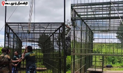 புலி நடமாட்டம் - பிரம்மாண்ட கூண்டு வைப்பு