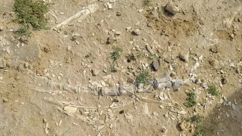 ராஜஸ்தானில் டைனோசர்கள் காலத்துக்கு முந்தைய உயிரினத்தின் எலும்புக்கூடுகள்-முட்டை கண்டுபிடிப்பு ராஜஸ்தானில் டைனோசர்கள் காலத்துக்கு முந்தைய உயிரினத்தின் எலும்புக்கூடுகள்-முட்டை கண்டுபிடிப்பு