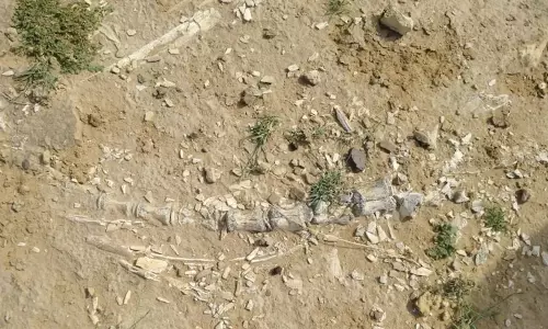 ராஜஸ்தானில் டைனோசர்கள் காலத்துக்கு முந்தைய உயிரினத்தின் எலும்புக்கூடுகள்-முட்டை கண்டுபிடிப்பு ராஜஸ்தானில் டைனோசர்கள் காலத்துக்கு முந்தைய உயிரினத்தின் எலும்புக்கூடுகள்-முட்டை கண்டுபிடிப்பு