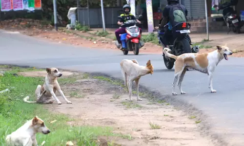 திருப்பத்தூர்: 3 வயது சிறுவனை கடித்துக்குதறிய தெருநாய் - அதிர்ச்சி சம்பவம்