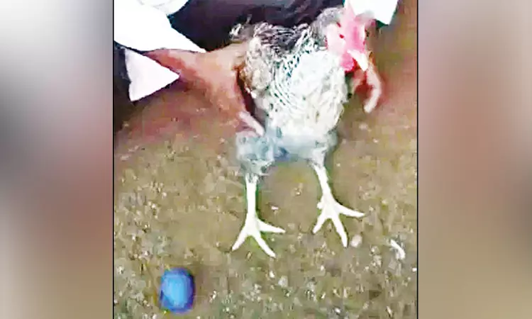 ஆச்சரியம்... நீல நிறத்தில் முட்டையிட்ட கோழி.!