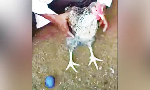 ஆச்சரியம்... நீல நிறத்தில் முட்டையிட்ட கோழி.!