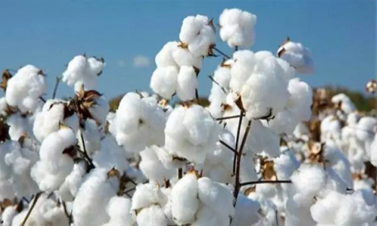 பருத்தி இறக்குமதிக்கான வரி விலக்கு மேலும் 3 மாதங்களுக்கு நீட்டிப்பு