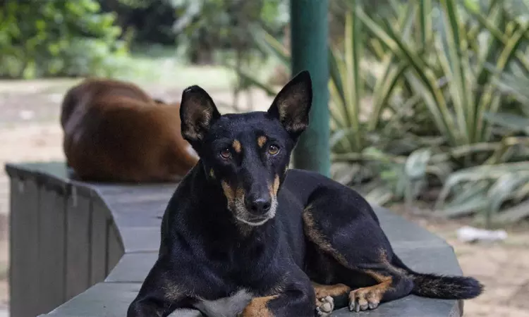 புதுக்கோட்டை: வெறிநாய் கடித்து சிறுமி உள்பட 6 பேர் காயம்