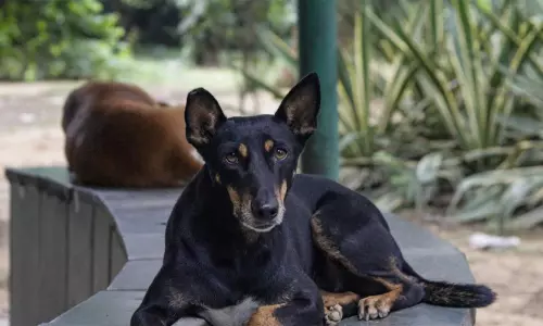 புதுக்கோட்டை: வெறிநாய் கடித்து சிறுமி உள்பட 6 பேர் காயம்