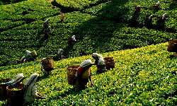 தேயிலை ஏற்றுமதி தேக்கம்