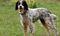 விஜயகாந்த் வீட்டு செல்லப்பிராணி