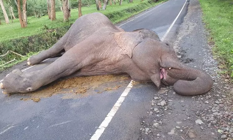 மக்னா யானை மர்மமான முறையில் உயிரிழப்பு நீலகிரி:... ... இன்றைய முக்கிய செய்திகள்.. சில வரிகளில்.. 2-9-2025 மக்னா யானை மர்மமான முறையில் உயிரிழப்பு நீலகிரி:... ... இன்றைய முக்கிய செய்திகள்.. சில வரிகளில்.. 2-9-2025