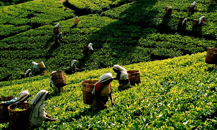 தேயிலை ஏற்றுமதி தேக்கம் தேயிலை ஏற்றுமதி தேக்கம்