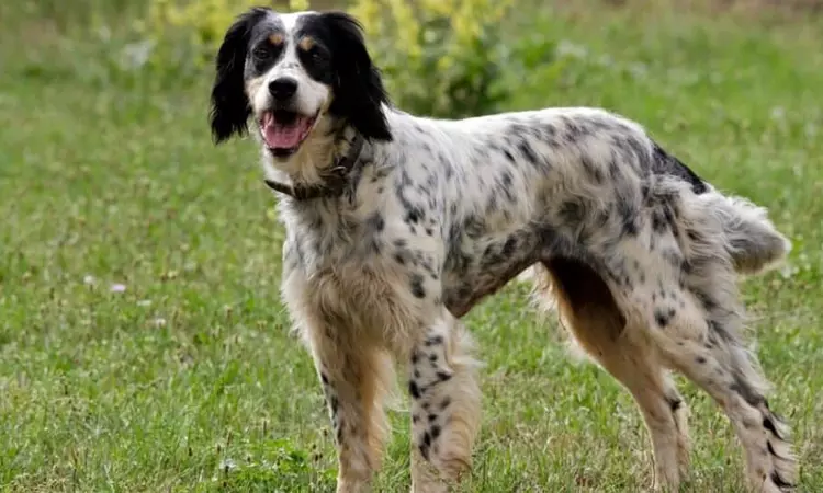 விஜயகாந்த் வீட்டு செல்லப்பிராணி விஜயகாந்த் வீட்டு செல்லப்பிராணி