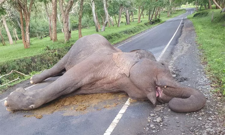 நீலகிரி: சாலையில் இறந்து கிடந்த காட்டு யானை
