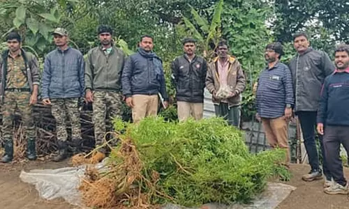 வீட்டுத் தோட்டத்தில் ரகசியமாக கஞ்சா செடிகளை வளர்த்த நபர்: வனத்துறை சோதனையில் அதிர்ச்சி