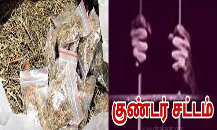 தூத்துக்குடி: கஞ்சா வழக்கில் 3 பேர் குண்டர் சட்டத்தில் கைது தூத்துக்குடி: கஞ்சா வழக்கில் 3 பேர் குண்டர் சட்டத்தில் கைது