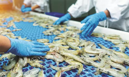 தமிழகத்தில் இருந்து அமெரிக்காவுக்கு இறால் ஏற்றுமதி முற்றிலும் நிறுத்தம் தமிழகத்தில் இருந்து அமெரிக்காவுக்கு இறால் ஏற்றுமதி முற்றிலும் நிறுத்தம்