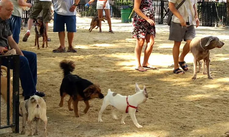 சென்னையில் வளர்ப்பு நாய்களுக்கு மைக்ரோ சிப் கட்டாயம்