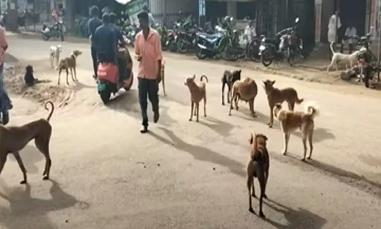 சர்ச்சையை கிளப்பிய தெருநாய்கள் விவகாரம் - தமிழக அரசுக்கு ஐகோர்ட்டு யோசனை