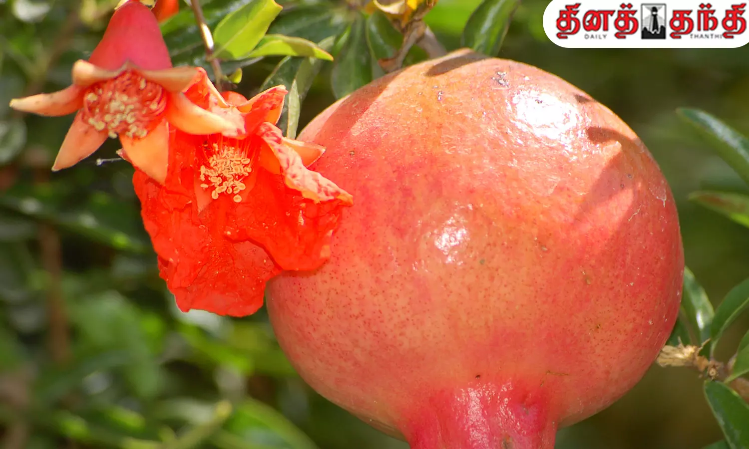 மாதுளம் பழத்தைவிட..பூவில் இவ்வளவு நன்மைகளா?