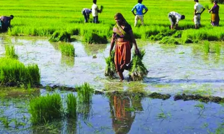 விவசாயிகளுக்கு பயிர்க்கடன் வழங்க கூட்டுறவுத்துறைக்கு ரூ.3,700 கோடி - நபார்டு வங்கி விடுவிப்பு
