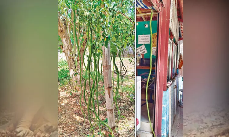 6 அடி நீளத்தில் முருங்கைக்காய்..  ஆச்சரியத்துடன் பார்த்து செல்லும் பொதுமக்கள்