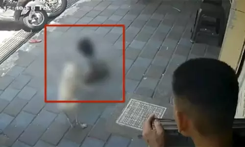 புதுச்சேரி: சிறுமியை கடித்துக்குதறிய தெருநாய் - அதிர்ச்சி சம்பவம்