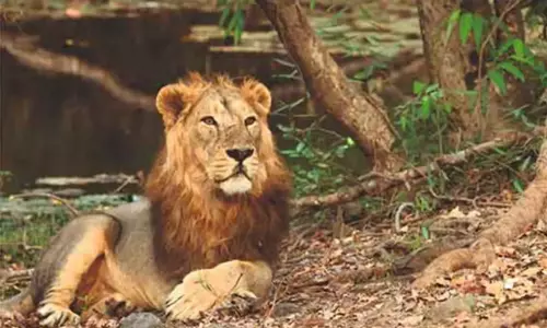 2 ஆண்டுகளில் 307 சிங்கங்கள் சாவு: எங்கே? எப்படி?