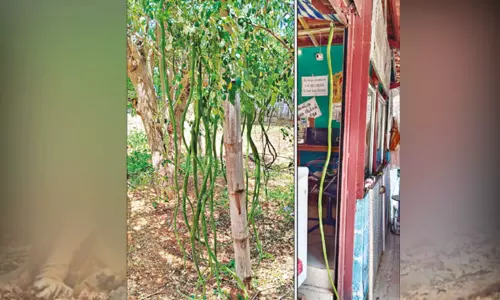 6 அடி நீளத்தில் முருங்கைக்காய்.. ஆச்சரியத்துடன் பார்த்து செல்லும் பொதுமக்கள் 6 அடி நீளத்தில் முருங்கைக்காய்.. ஆச்சரியத்துடன் பார்த்து செல்லும் பொதுமக்கள்