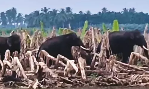 கோவை: சிறுமுகை அருகே பயிர்களை சேதப்படுத்தி காட்டு யானைகள் அட்டகாசம்