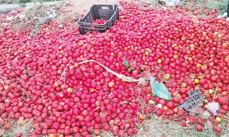 விளைச்சல் அதிகரிப்பால் விலை வீழ்ச்சி: தக்காளிகளை சாலையோரம் கொட்டிச் செல்லும் விவசாயிகள் விளைச்சல் அதிகரிப்பால் விலை வீழ்ச்சி: தக்காளிகளை சாலையோரம் கொட்டிச் செல்லும் விவசாயிகள்