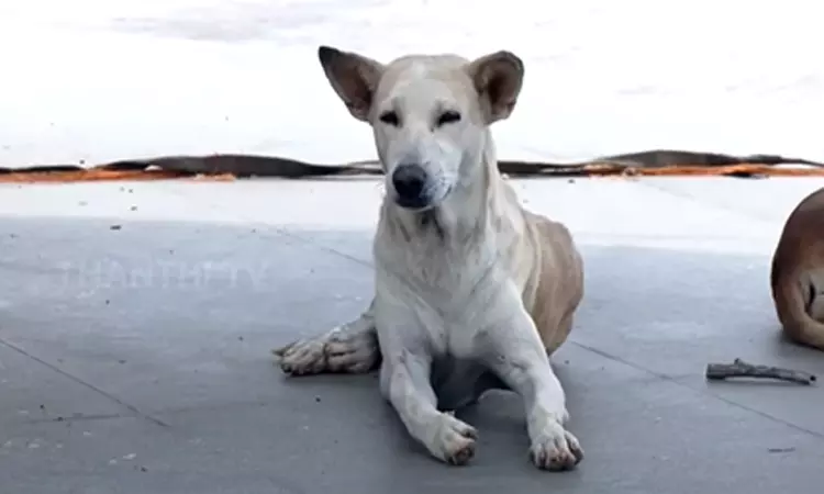 நாய் கடியால் பாதிக்கப்பட்டவர்கள் பின்பற்ற வேண்டிய... ... இன்றைய முக்கியச் செய்திகள்.. சில வரிகளில்.. 15-09-2025