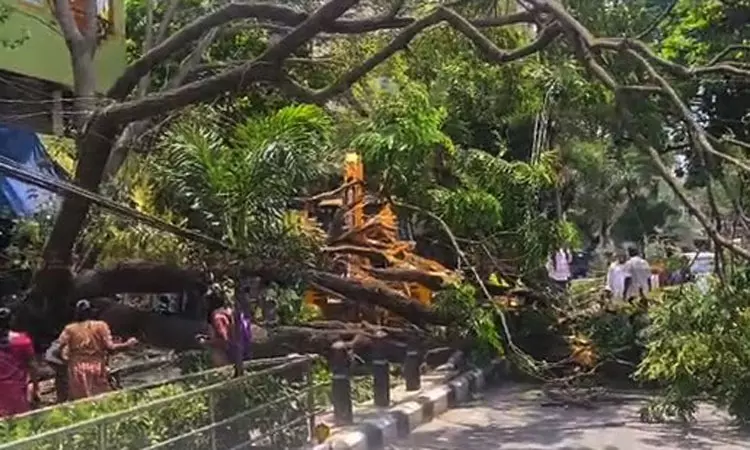 திடீரென விழுந்த ராட்சத மரம்