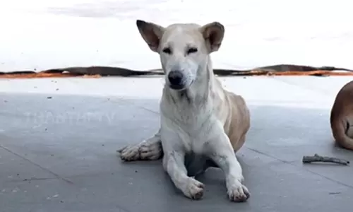 நாய் கடியால் பாதிக்கப்பட்டவர்கள் பின்பற்ற வேண்டிய வழிமுறைகள் - மத்திய அரசு விளக்கம்