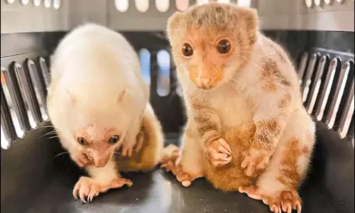 தாய்லாந்தில் இருந்து மும்பைக்கு கடத்தி வரப்பட்ட 67 அரிய வகை விலங்குகள் மீட்பு