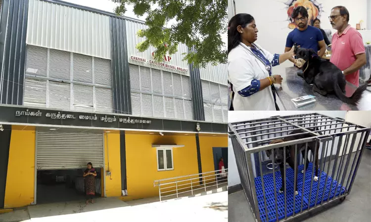 ஒரு மாதத்தில் 46 ஆயிரம் தெருநாய்களுக்கு ரேபிஸ் தடுப்பூசி: சென்னை மாநகராட்சி தகவல்