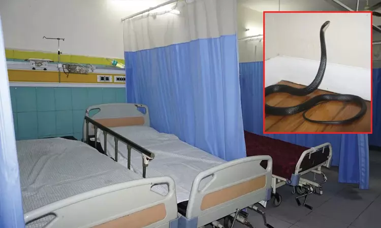 அறுவை சிகிச்சை அறைக்குள் திடீரென புகுந்த பாம்பு: டாக்டர்கள் ஓட்டம்; நோயாளி திகைப்பு