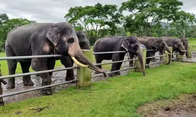 தெப்பக்காடு யானைகள் முகாம் 4 நாட்கள் இயங்காது என அறிவிப்பு