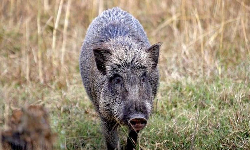 மருத்துவமனைக்குள் புகுந்த காட்டுப்பன்றி மருத்துவமனைக்குள் புகுந்த காட்டுப்பன்றி