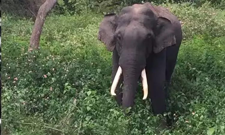 காட்டு யானை தாக்கி ஒருவர் பலி