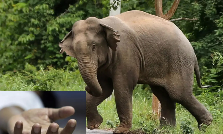 நீலகிரியில் காட்டு யானை தாக்கி ஒருவர் பரிதாப பலி