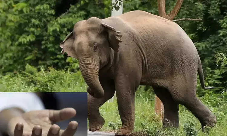 நீலகிரியில் காட்டு யானை தாக்கி ஒருவர் பரிதாப பலி நீலகிரியில் காட்டு யானை தாக்கி ஒருவர் பரிதாப பலி