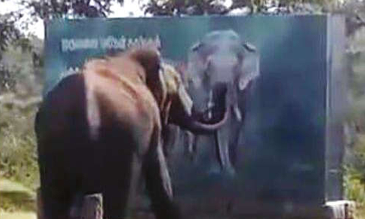 சுவரில் வரைந்த யானை ஓவியத்தை கண்டு மிரண்ட நிஜ யானை.. அடுத்து நடந்த சுவராஸ்யம்