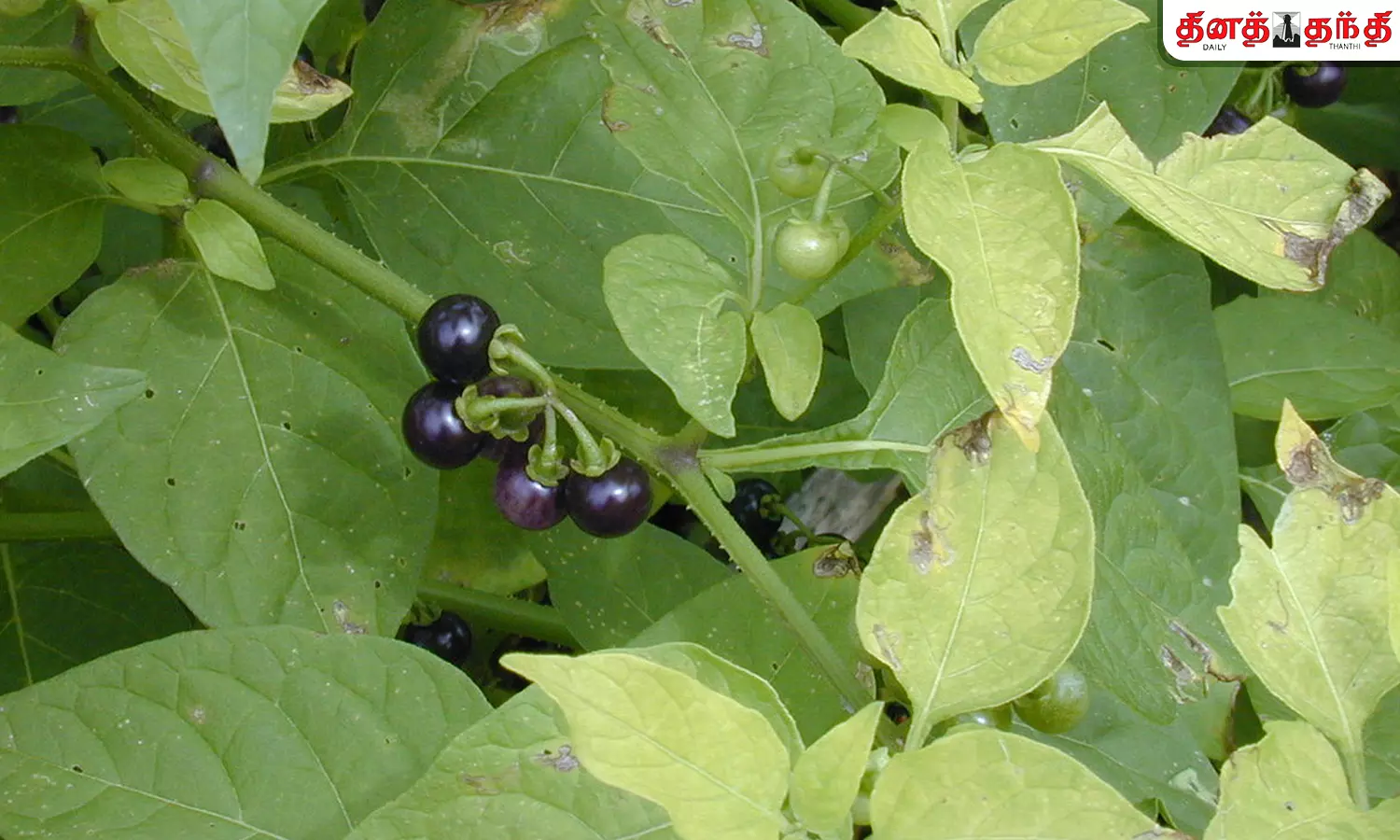 மணத்தக்காளி கீரையின் மகத்தான மகிமை!