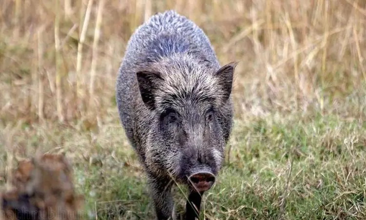 மருத்துவமனைக்குள் புகுந்த காட்டுப்பன்றி மருத்துவமனைக்குள் புகுந்த காட்டுப்பன்றி