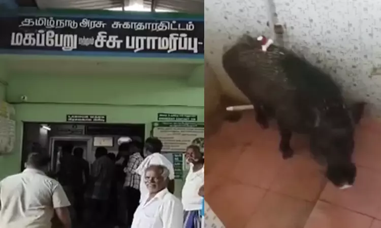 Wild boar enters hospital