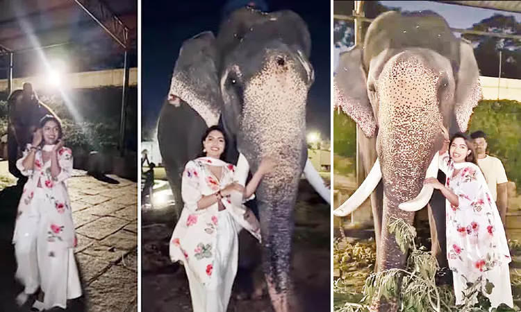 தசரா யானைகளுடன் ‘ரீல்ஸ்’ வீடியோ எடுத்த இன்ஸ்டா பிரபலம் மீது வழக்குப்பதிவு