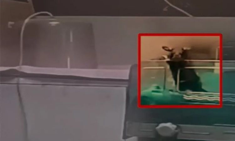 இந்தியாவின் தூய்மையான நகரில்... எலி கடித்து 2 குழந்தைகள் பலியான விவகாரம்; பழங்குடி அமைப்பு காலவரையற்ற போராட்டம்