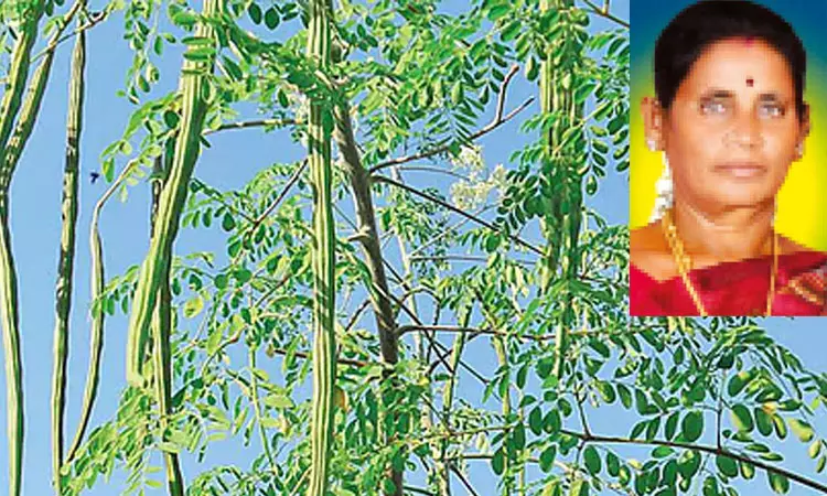 முருங்கைக்காய் பறித்த போது பரிதாபம்: மின்சாரம் தாக்கி பெண் பலி