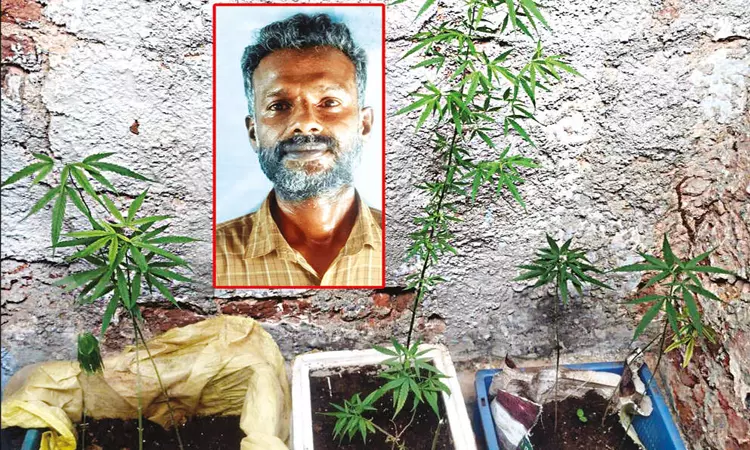 வீட்டில் கஞ்சா செடிகள் வளர்த்த ஆட்டோ டிரைவர் கைது